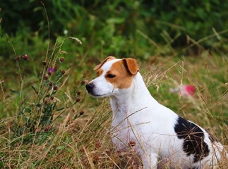 les chiens mangent de l’herbe